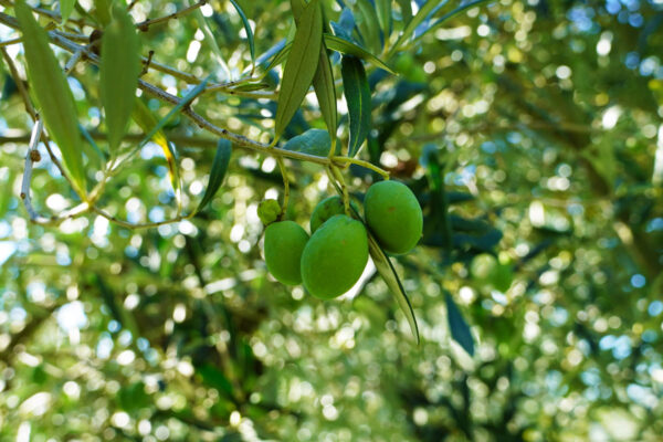 Raccolta delle olive (1)