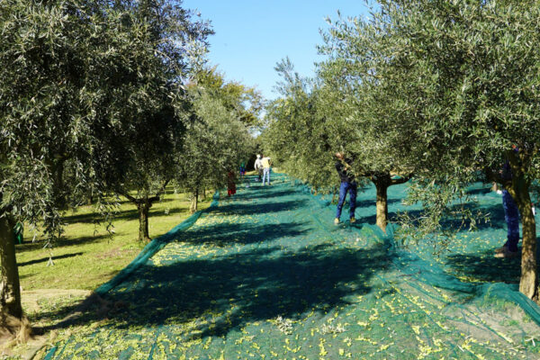 Raccolta delle olive (2)