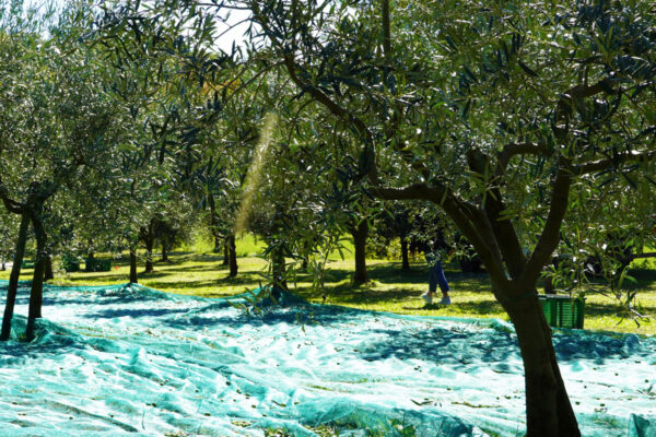 Raccolta delle olive (3)