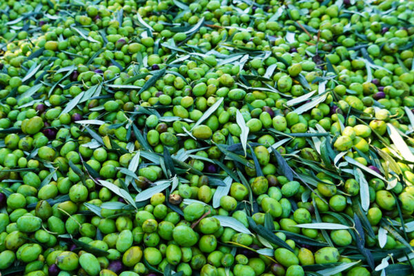 Raccolta delle olive (4)