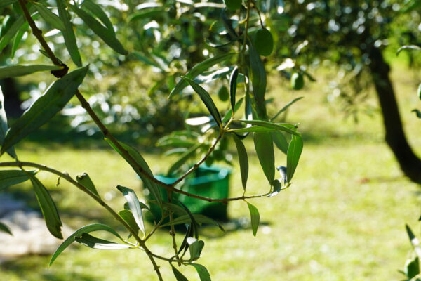 Raccolta delle olive (5)